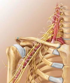 解锁健康密码 脊柱——唤醒人体自愈力的核心通道