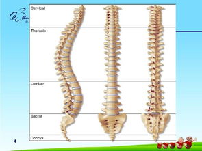脊柱健康 全身健康的基石与全面保健指南